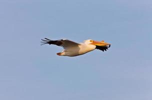 White American Pelican in Flight photo