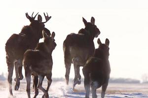 Prairie Moose Saskatchewan photo