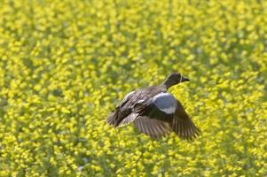 Pintail Duck in Flight photo