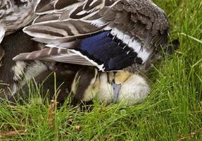 Mother Duck and Babies photo