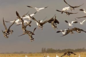 gansos de nieve en vuelo rural saskatchewan foto