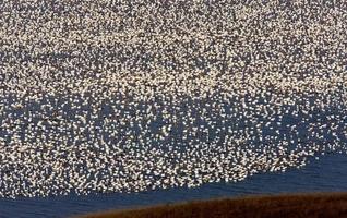 Snow Geese on Lake Canada photo