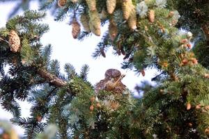 Hawk fledling in pine tree photo