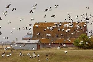 Snow geese in flight rural Saskatchewan photo