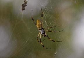 Spider in web photo