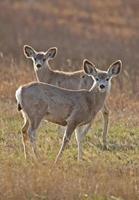 venado bura saskatchewan foto