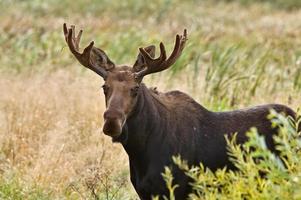 Bull Moose  Close up photo