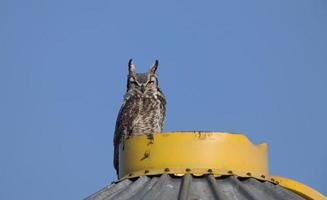 Great Horned Owl on Granary photo