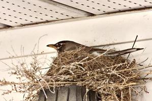 Robin in nest photo