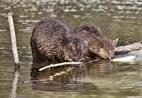 Beaver at Work photo