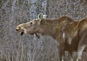 Moose in Winter photo