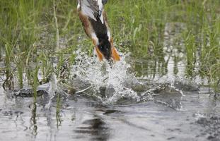 Duck webbed feet photo