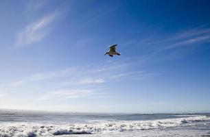 gaviota en vuelo nueva zelanda foto