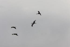 Sandhill Cranes in Flight Saskatchewan Canada photo