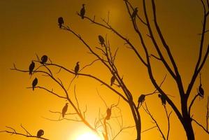Cormorants in tree photo