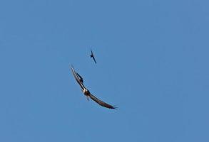 halcón swainson atacado por pájaros negros foto
