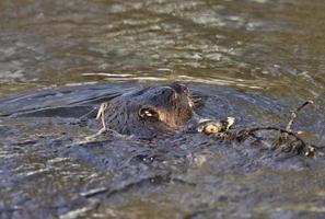 Beaver at Work photo