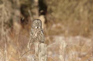 Great Gray Owl photo