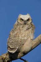 Great Horned Owl photo