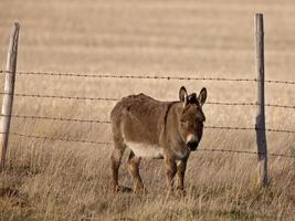 Mule in Pasture Canada photo