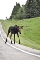 Young Bull Moose photo