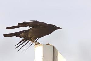 Crow fledgling perched on sign photo