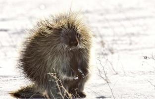 Porcupine in winter photo