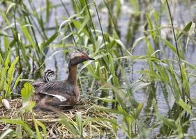 Horned Grebe and babies photo