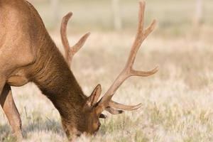 Male elk in field photo