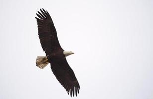 águila calva columbia británica en vuelo foto