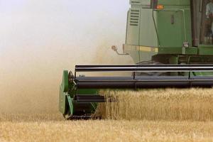 Close up combining wheat Saskatchewan Canada photo