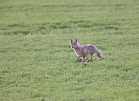 Coyote running through field photo