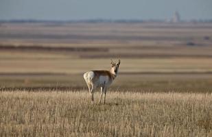 berrendo antílope pradera saskatchewan foto