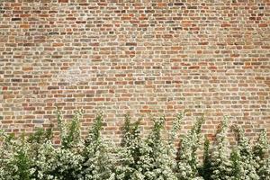 plant and brick wall background photo