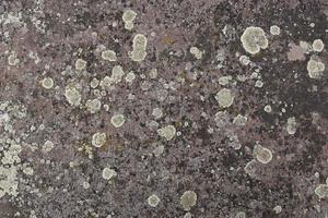 rock with lichen