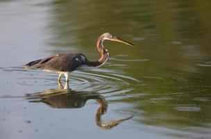 Great Blue Heron and its reflection in Florida waters photo