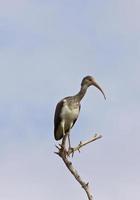 Wood Stork perched in Florida tree photo