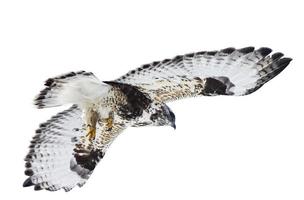 Rough Legged Hawk in Flight photo