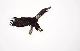 águila calva columbia británica en vuelo foto