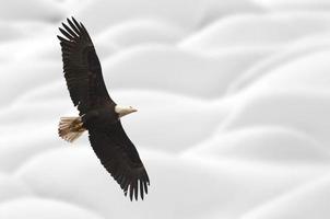 águila calva columbia británica en vuelo foto