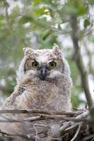 Great Horned Owlet in nest photo