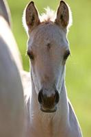 Colt and Mother photo