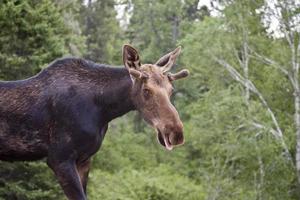 Young Bull Moose photo