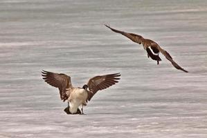 Canada Geese fighting playing on Ice photo