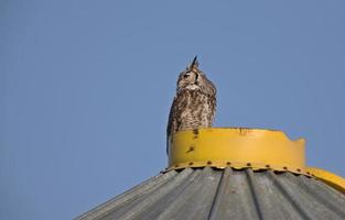 Great Horned Owl on Granary photo