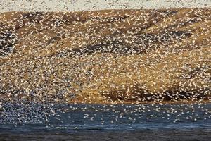 Snow Geese on Lake Canada photo