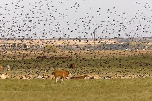 mirlos volando alrededor del ganado en saskatchewan canadá foto