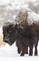 Bison Buffalo Wyoming Yellowstone photo