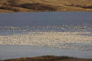 Snow Geese on Lake Canada photo