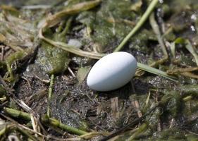 huevos de somormujo cornudo foto